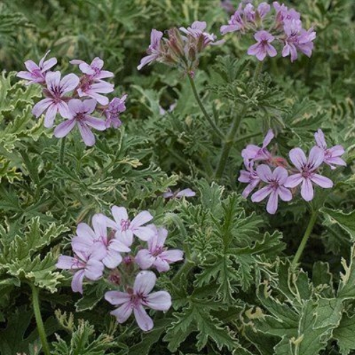 Geranium Scented Lady Plymouth - Pelargonium 15cm