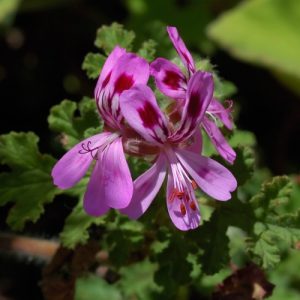 Oakleaf Geranium - Pelargonium quercifolium 15cm