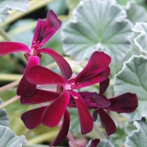 African Geranium - Pelargonium sidoides 15cm