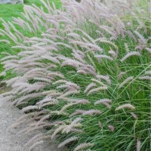 Oriental Fountain Grass Tall Tails - Pennisetum orientale 17cm