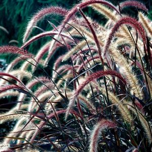 Purple Fountain Grass - Pennisetum setaceum rubrum 17cm