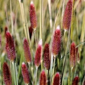 Fountain Grass Red Buttons - Pennisetum thunbergii 17cm