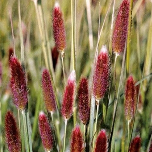 Fountain Grass Red Buttons - Pennisetum thunbergii 17cm
