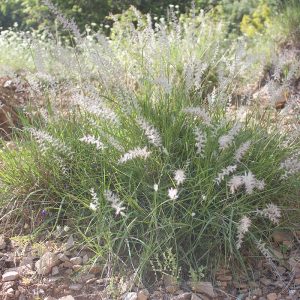 Oriental Fountain Grass Shogun - Pennisetum orientale 15cm
