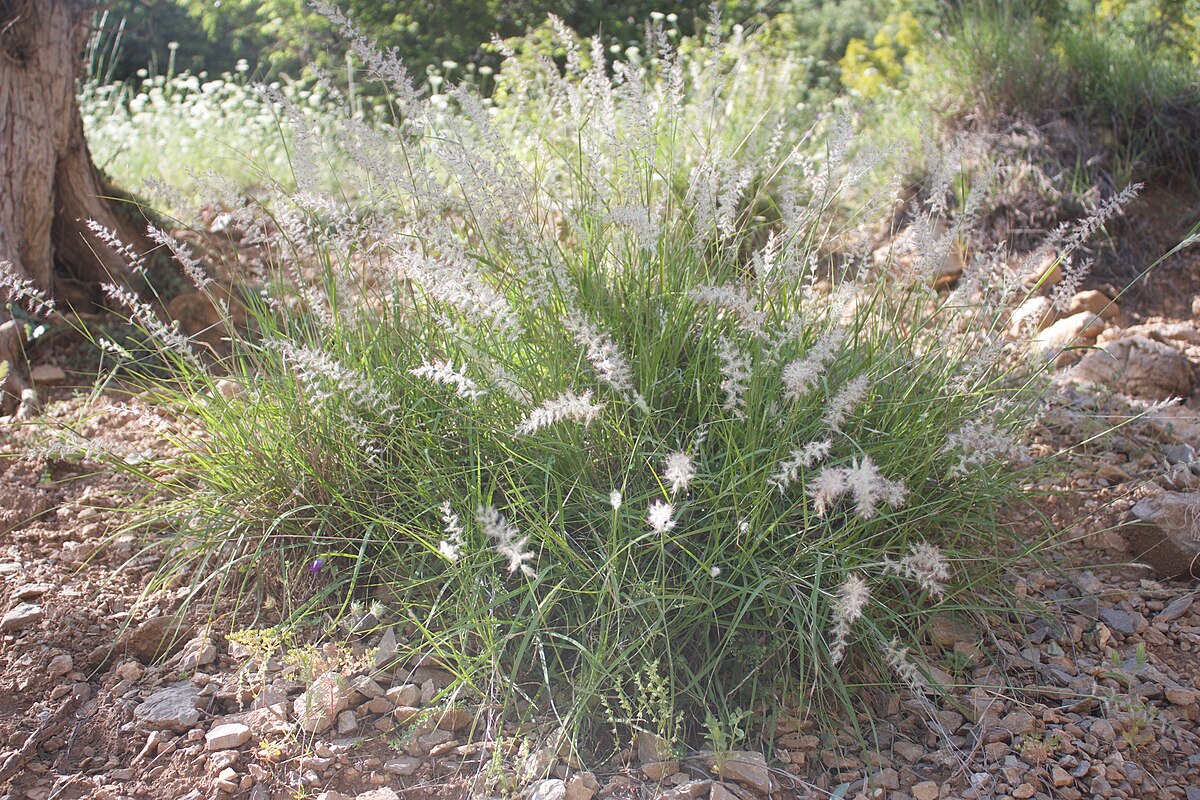 Oriental Fountain Grass Shogun - Pennisetum orientale 15cm