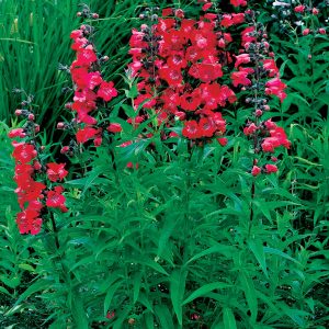 PENSTEMON (Cherry red) 15cm