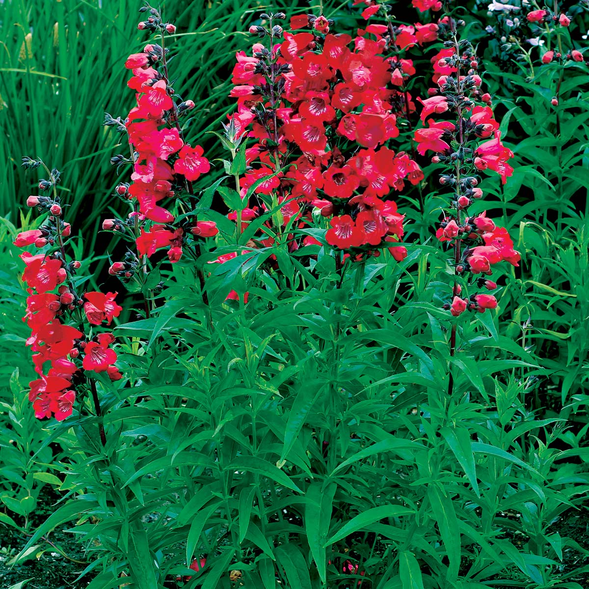 Penstemon Cherry Red 15cm