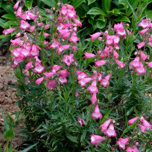 PENSTEMON (Pink and white) 15cm