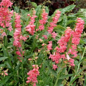 PENSTEMON (Light salmon pink) 15cm