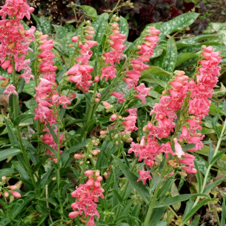 Penstemon Light Salmon Pink 15cm