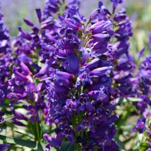 PENSTEMON (Purple) 15cm
