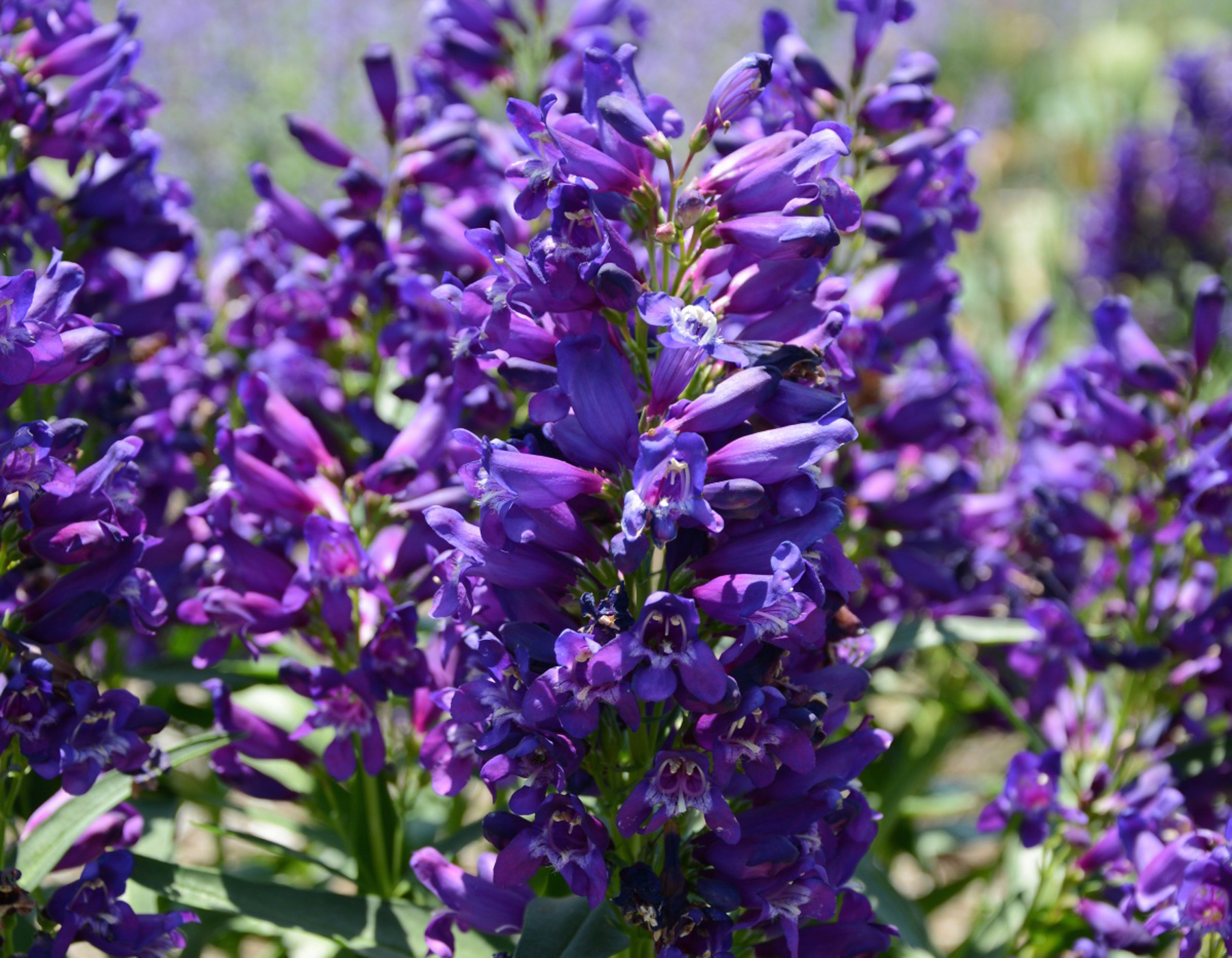 Penstemon Purple 15cm