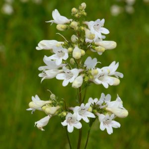 Penstemon Green Leafed Selection - Penstemon digitalis 15cm