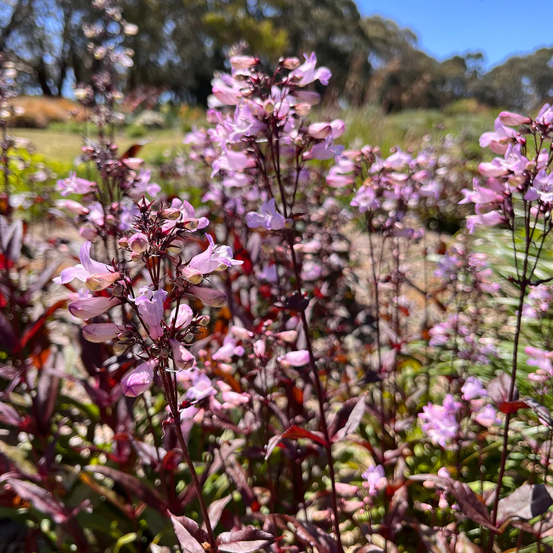 Penstemon Huskers Red Leaf - Penstemon digitalis 15cm