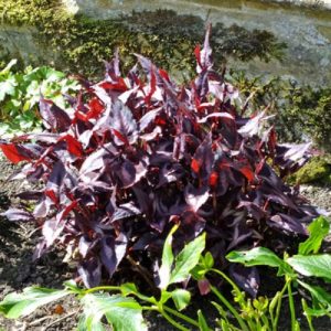 Knotweed Red Dragon (Persicaria Microcephala) 'Red Dragon' 15cm