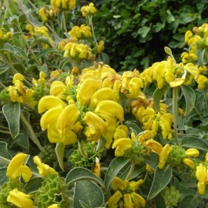 Jerusalem Sage Superior - Phlomis fruticosa 17cm