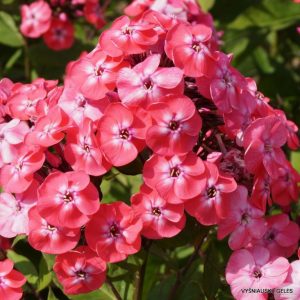 PHLOX PANICULATA " Junior Dance" - (Salmon pink) 15cm