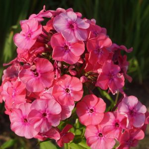 PHLOX PANICULATA "Pastorale" (Pink) 15cm