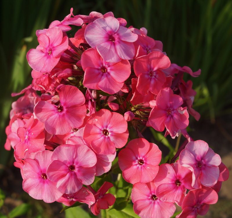 Phlox Pastorale Pink - Phlox paniculata 15cm
