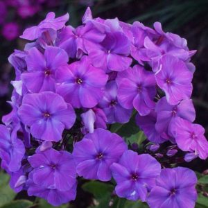 PHLOX PANICULATA (Purple) 15cm