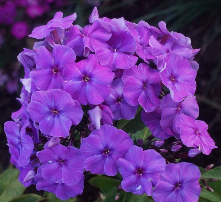 Phlox Purple - Phlox paniculata 15cm