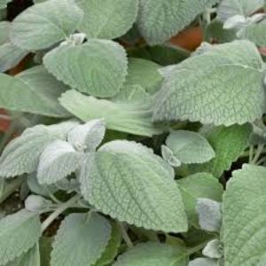 Silver Spurflower Grey Leaf - Plectranthus argentatus 15cm