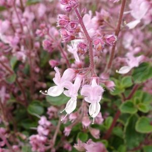 Cheeky Chimeni - Plectranthus chimanimaniensis 15cm