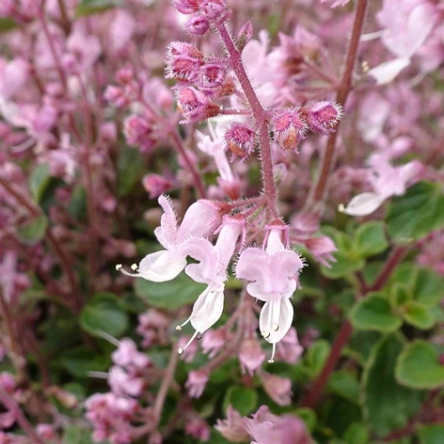 Cheeky Chimeni - Plectranthus chimanimaniensis 15cm