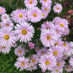 Aster Novi-belgii Double Light Pink - Symphyotrichum novi-belgii 15cm