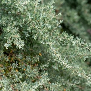Salt Bush - Rhagodia hastata 15cm