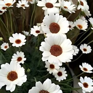 Moroccan Daisy (Rhodanthemum Casablanca) 15cm
