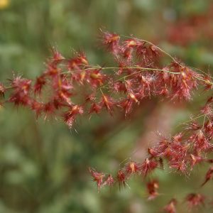 Red Natal Grass - Melinis repens 15cm