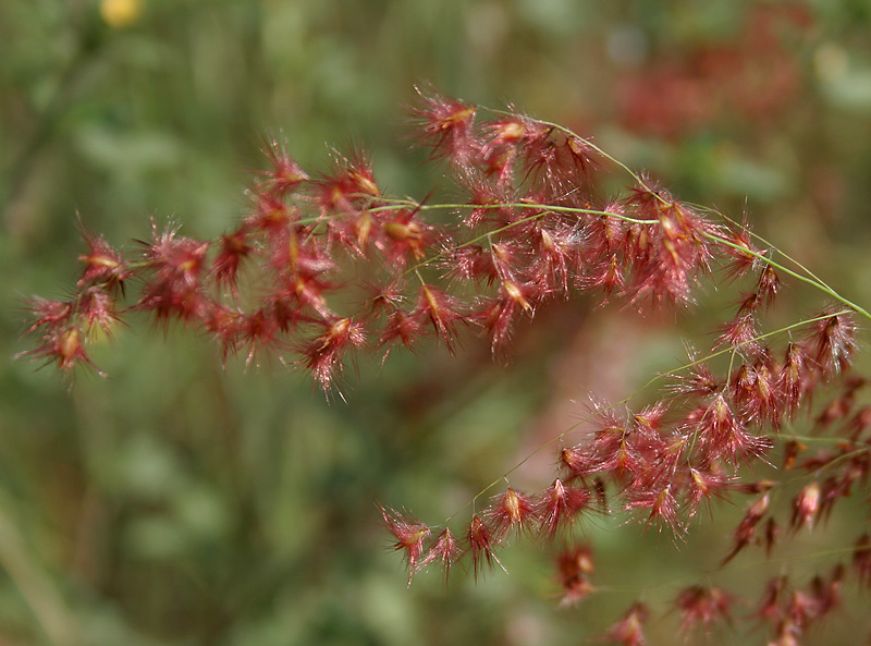 Red Natal Grass - Melinis repens 15cm