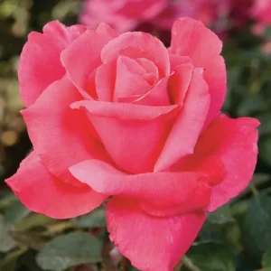 Rose Electron Pink Hybrid Tea Cerise Pink Strong Fragrance - Rosa 17cm