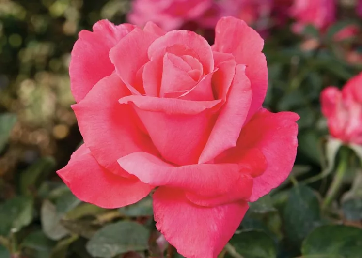 Rose Electron Pink Hybrid Tea Cerise Pink Strong Fragrance - Rosa 17cm