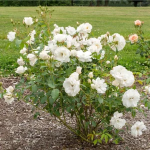 Rose Iceberg Floribunda - Rosa 17cm