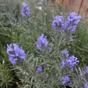 Rosemary McConnell's Blue - Rosmarinus officinalis 15cm