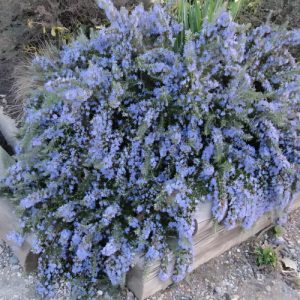 Creeping Rosemary - Rosmarinus officinalis repens 15cm