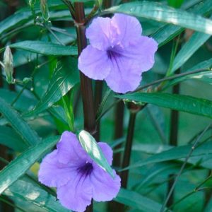 Mexican Petunia (Ruellia Brittoniana) 'Blue' 17cm