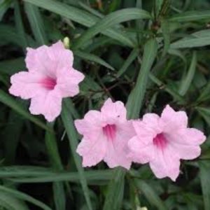 Mexican Petunia Pink - Ruellia brittoniana 17cm