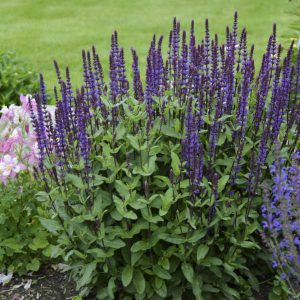Salvia Caradonna - Salvia nemorosa 15cm