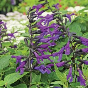 Friendship Sage Amistad Purple - Salvia 15cm