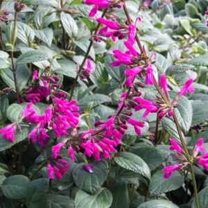 Chiapis Sage (Salvia Chiapensis) 15cm