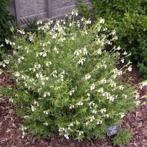 SALVIA GREGGII White Autumn Sage (White) 15cm