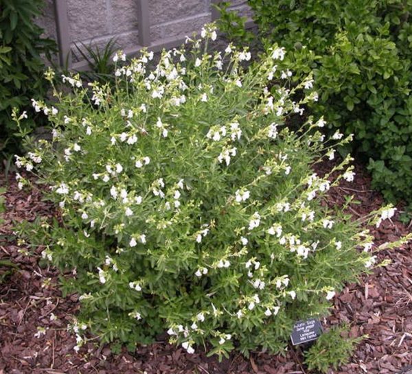 SALVIA GREGGII White Autumn Sage (White) 15cm