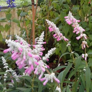 Salvia Danielle's Dream - Salvia leucantha 17cm