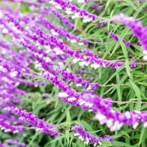 Mexican Bush Sage (Salvia Leucantha 'Purple and White') 17cm