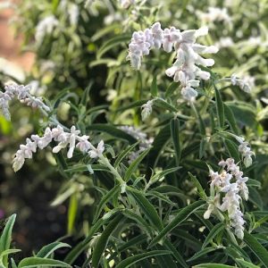 Salvia White Mischief - Salvia leucantha 17cm