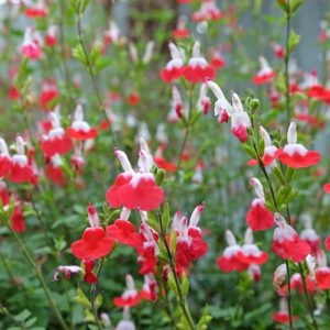 Hot Lips Sage (Salvia Microphylla 'Hot Lips') 15cm