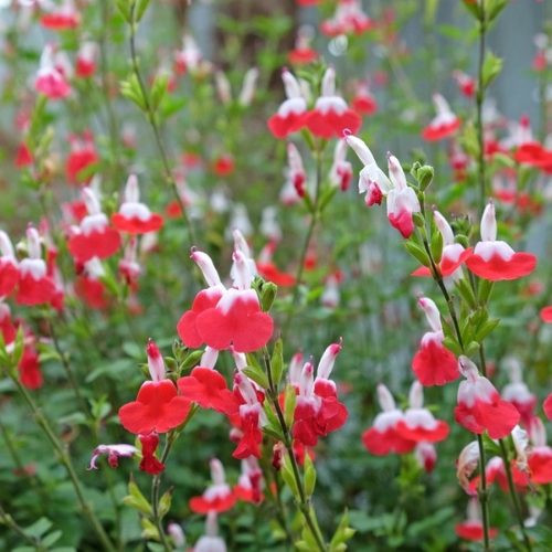 Salvia Hot Lips Sage - Salvia microphylla 15cm